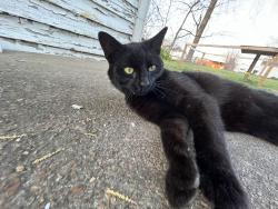 Lost Male Cat last seen Near S Main St Dyer TN, Dyer, TN 38330