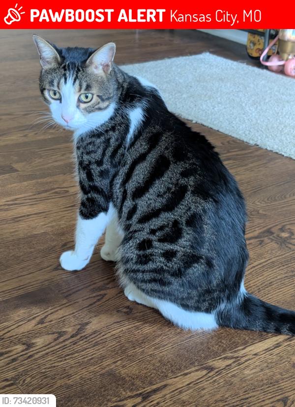 Lost Male Cat last seen Belmont ave and 96th st, Kansas City, MO 64134