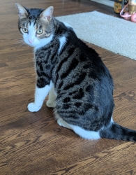 Lost Male Cat last seen Belmont ave and 96th st, Kansas City, MO 64134