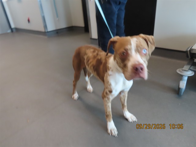 Shelter Stray Female Dog last seen 32ND ST - VAN BUREN, 5501 E Van Buren St, Phoenix, AZ 85008, USA