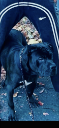 Lost Male Dog last seen Park Ln, Trenton, NJ 08638