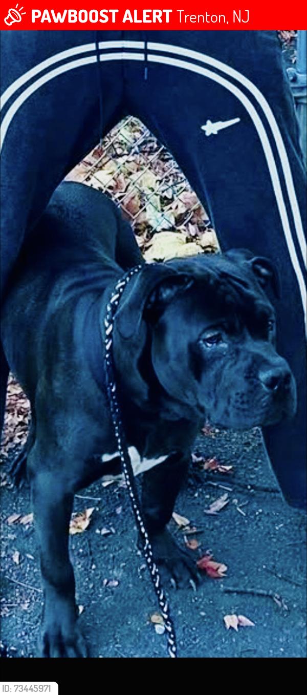 Lost Male Dog last seen Park Ln, Trenton, NJ 08638