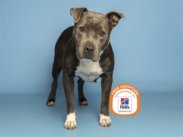 Shelter Stray Female Dog last seen 1-17 / NORTHERN, 5501 E Van Buren St, Phoenix, AZ 85008, USA