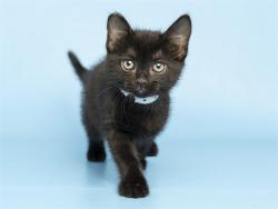 Shelter Stray Female Cat last seen Near BLOCK E CAMELBACK RD, 5501 E Van Buren St, Phoenix, AZ 85008, USA