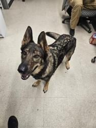 Shelter Stray Female Dog last seen ST CHARLES CO, 4850 Mid Rivers Mall Dr, St Peters, MO 63376, USA