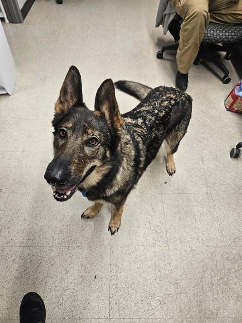 Shelter Stray Female Dog last seen ST CHARLES CO, 4850 Mid Rivers Mall Dr, St Peters, MO 63376, USA
