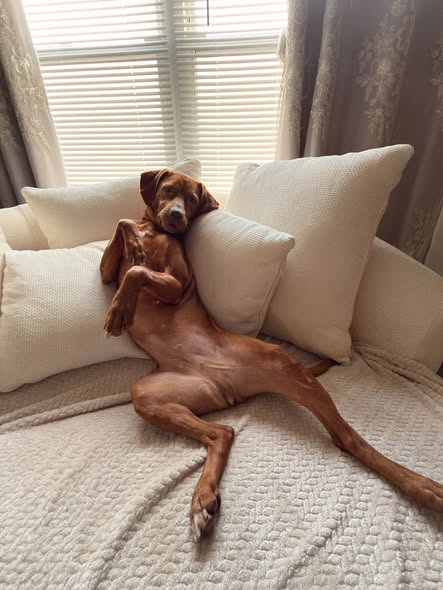 Shelter Stray Female Dog last seen Near BLOCK SOUTHRIDGE DRIVE, 3528 Newburg Rd, Louisville, KY 40218, USA