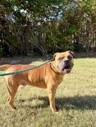 Shelter Stray Male Dog last seen Near BLOCK ROCK HOLLOW DR, 3528 Newburg Rd, Louisville, KY 40218, USA