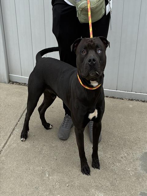 Shelter Stray Male Dog last seen Near BLOCK RAINBOW DR, 3528 Newburg Rd, Louisville, KY 40218, USA