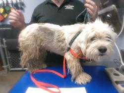 Shelter Stray Female Dog last seen 35TH AVE AND THOMAS RD, 2500 S 27th Ave, Phoenix, AZ 85009, USA