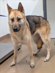 Shelter Stray Female Dog last seen MIDDLE LN/EDEN AVE, 16 Barnes Ct, Hayward, CA 94544, USA