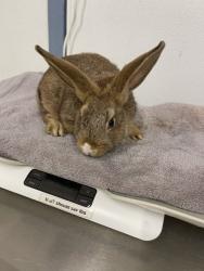 Shelter Stray Female Other last seen MANON, 16 Barnes Ct, Hayward, CA 94544, USA
