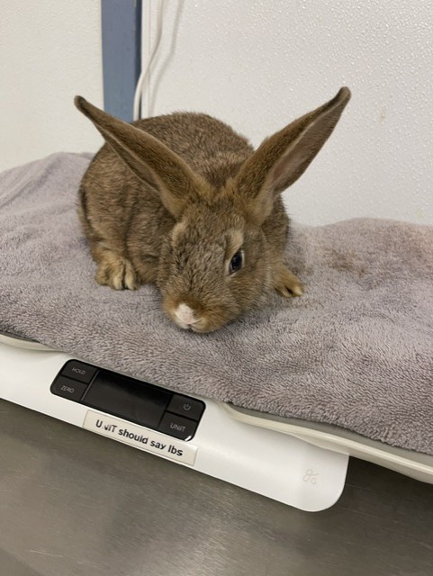 Shelter Stray Female Other last seen MANON, 16 Barnes Ct, Hayward, CA 94544, USA