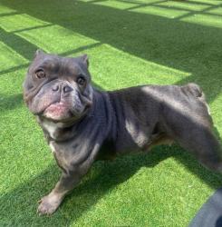 Shelter Stray Female Dog last seen XVERNON/GARFIELD, 1419 Bryant St, San Francisco, CA 94103, USA
