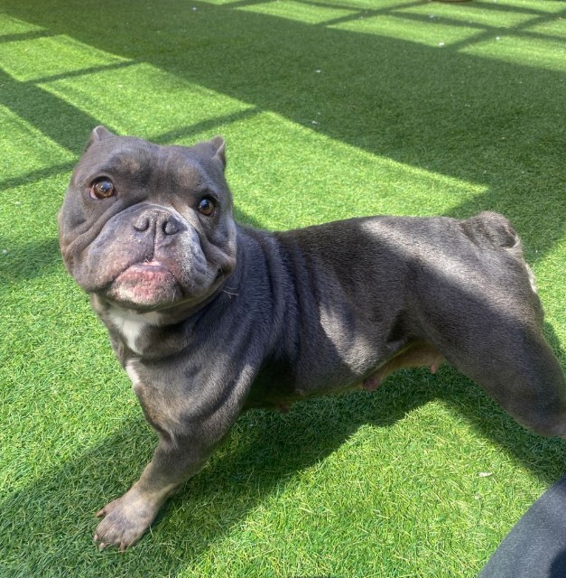 Shelter Stray Female Dog last seen XVERNON/GARFIELD, 1419 Bryant St, San Francisco, CA 94103, USA