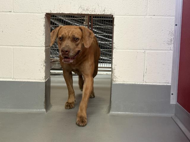 Shelter Stray Female Dog last seen ROAD 88, GOSHEN, CA, Visalia, CA 93292, USA