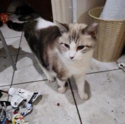 Lost Female Cat last seen Cherry valley Avenue west Hempstead, West Hempstead, NY 11010
