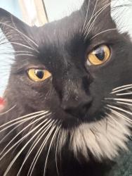 Lost Female Cat last seen Smokey Park Hwy, Candler, NC 28715