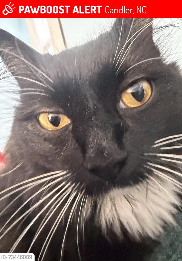 Lost Female Cat last seen Smokey Park Hwy, Candler, NC 28715