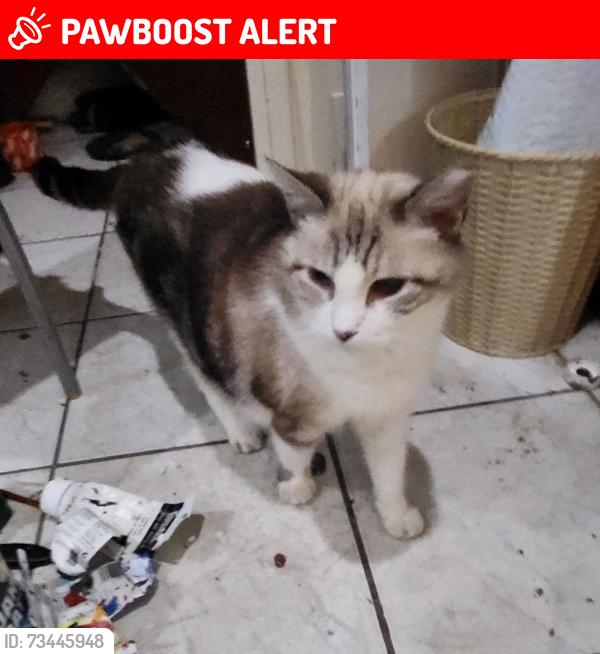 Lost Female Cat last seen Cherry valley Avenue west Hempstead, West Hempstead, NY 11010