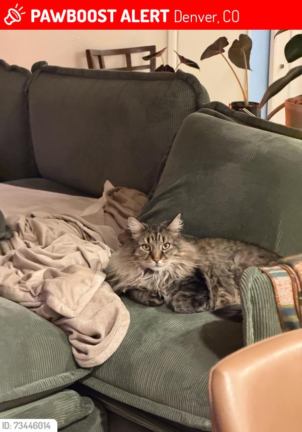 Lost Male Cat last seen JFK Highschool, Denver, CO 80227