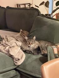 Lost Male Cat last seen JFK Highschool, Denver, CO 80227