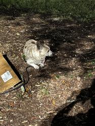 Found/Stray Male Dog last seen Sam’s Club, Jacksonville, FL 32246