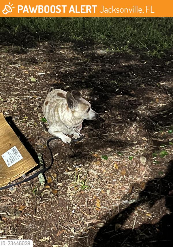 Found/Stray Male Dog last seen Sam’s Club, Jacksonville, FL 32246
