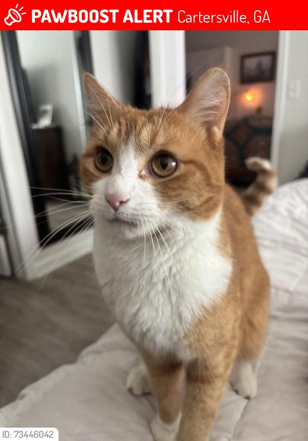 Lost Male Cat last seen Covey Homes at Walker Ridge, Cartersville, GA 30120