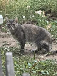 Found/Stray Unknown Cat last seen E Warren ave and iliff near rosedale park, Denver, CO 80224