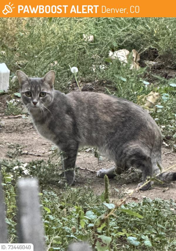 Found/Stray Unknown Cat last seen E Warren ave and iliff near rosedale park, Denver, CO 80224