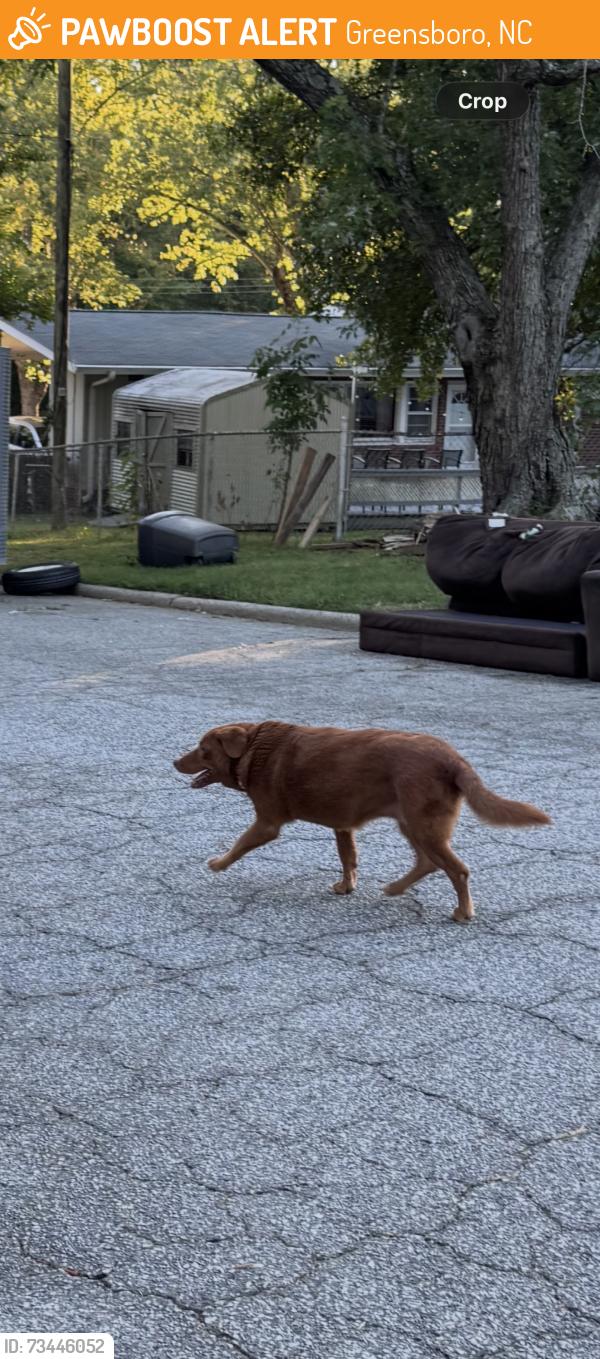 Found/Stray Unknown Dog last seen Was walking at the park, Greensboro, NC 27407