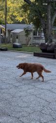 Found/Stray Unknown Dog last seen Was walking at the park, Greensboro, NC 27407