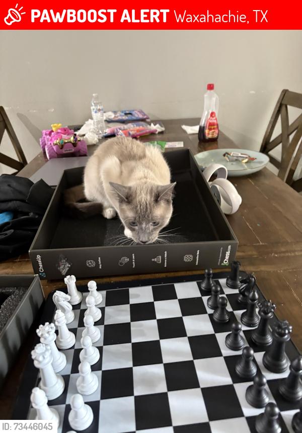 Lost Male Cat last seen Near lacy oak, Waxahachie, TX 75165