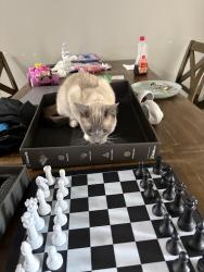 Lost Male Cat last seen Near lacy oak, Waxahachie, TX 75165