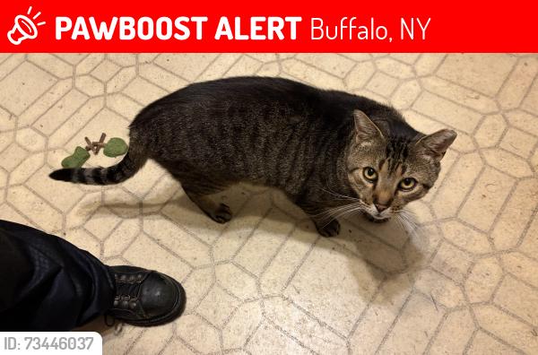 Lost Male Cat last seen Chadduck Ave, Buffalo, NY 14207