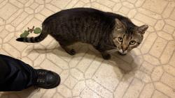 Lost Male Cat last seen Chadduck Ave, Buffalo, NY 14207