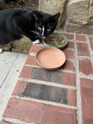 Found/Stray Female Cat last seen Meridian park lane, Fall Creek, TX 77396