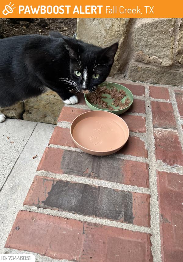 Found/Stray Female Cat last seen Meridian park lane, Fall Creek, TX 77396