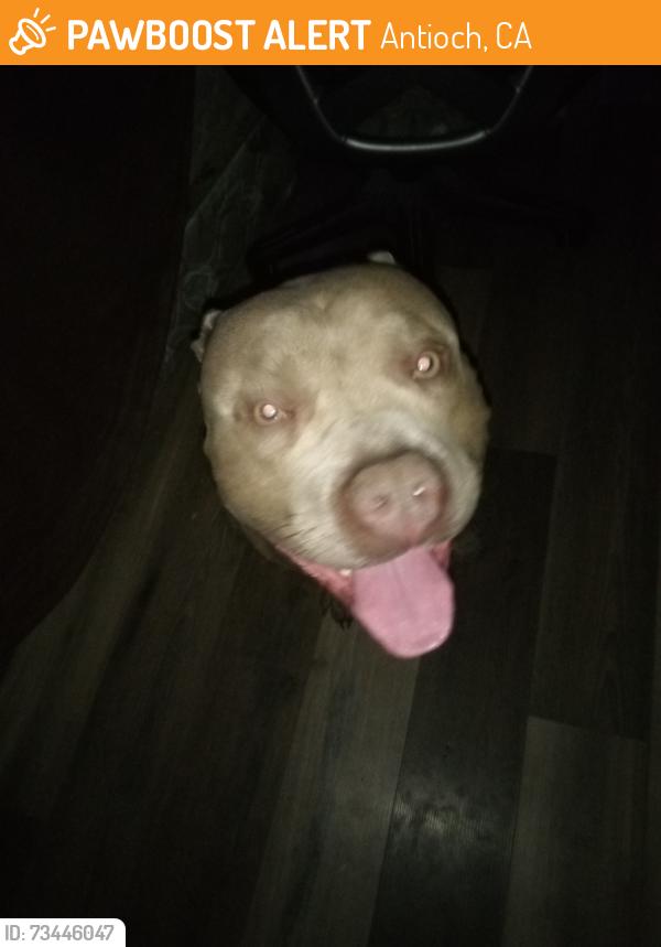 Found/Stray Male Dog last seen Curtis Dr, Antioch, CA 94509