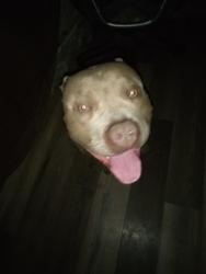 Found/Stray Male Dog last seen Curtis Dr, Antioch, CA 94509
