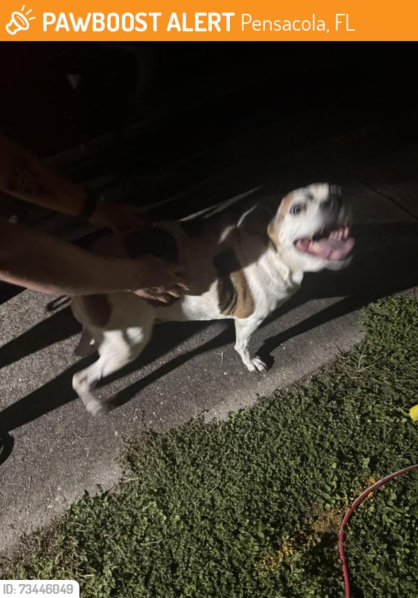 Found/Stray Unknown Dog last seen Three Waters Green Neighborhood, Pensacola, FL 32506