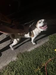 Found/Stray Unknown Dog last seen Three Waters Green Neighborhood, Pensacola, FL 32506