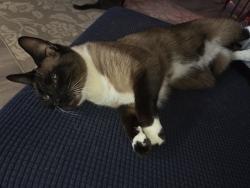 Lost Female Cat last seen Pinecrest/ Lousiana, New Port Richey, FL 34653