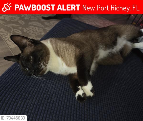 Lost Female Cat last seen Pinecrest/ Lousiana, New Port Richey, FL 34653