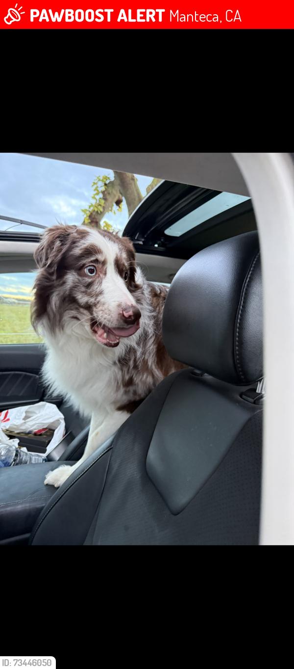 Lost Male Dog last seen Near trahern rd, Manteca, CA 95337