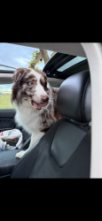 Lost Male Dog last seen Near trahern rd, Manteca, CA 95337