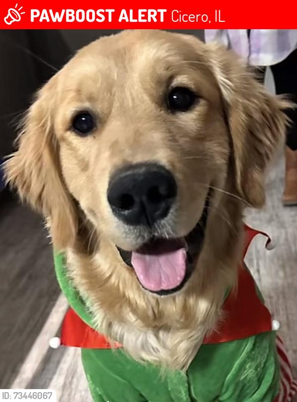 Lost Male Dog last seen 25th street and central, Cicero, IL 60804