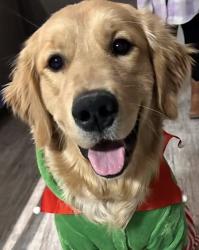 Lost Male Dog last seen 25th street and central, Cicero, IL 60804