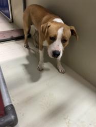 Shelter Stray Male Dog last seen Near BLOCK MEADOW RUN LN, BAKERSFIELD CA 93308, 3951 Fruitvale Ave, Bakersfield, CA 93308, USA